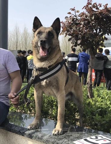 Banjiemo of Dragon Belgian Malinois China Kennel Dog profile in