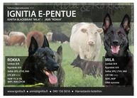 Ignitia E-litter