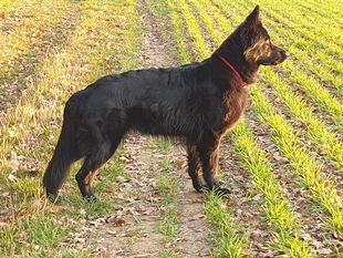 Antarra vom Vogelsberger Südhang Antarra vom Vogelsberger Südhang