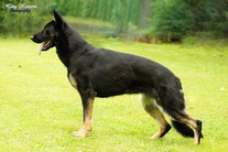 Cher Suche Lazce