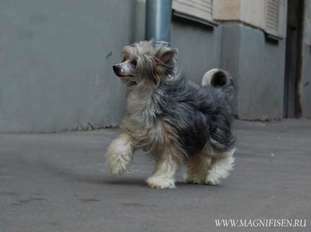 True Magnifisen Koko Shanel True Magnifisen Koko Shanel