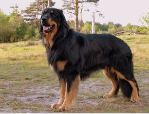Gregor vom Garlstedter Silbersee Gregor vom Garlstedter Silbersee