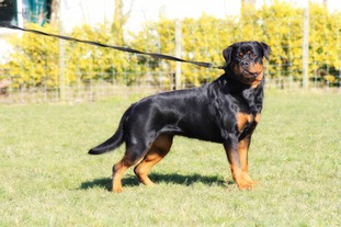 Alpha of the Gentle Rotts Alpha of the Gentle Rotts
