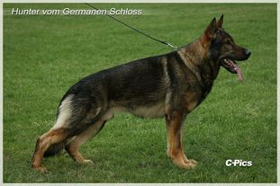 Hunter vom Germanen Schloss Hunter vom Germanen Schloss