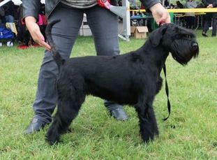 New Black Angel von der Fortuna-Ranch New Black Angel von der Fortuna-Ranch