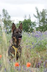 Bajia vom Drachenfjäll Bajia vom Drachenfjäll