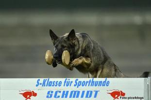 Charly vom Rio Negro Charly vom Rio Negro
