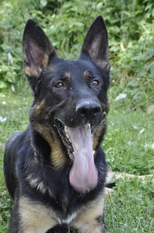 Dingo dei Lupi Invicti Dingo dei Lupi Invicti