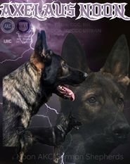 Axel Aus Noon Axel Aus Noon