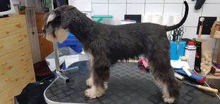 Vanille von der schwarzen Rasselbande Vanille von der schwarzen Rasselbande