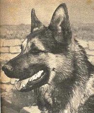 Liebo von Rudingen Liebo von Rudingen