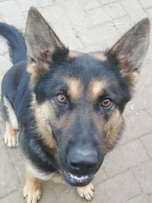 Delphi Canis Invictus Delphi Canis Invictus
