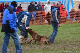 Falcon des Loups de Genain Falcon des Loups de Genain