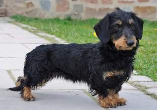 Dixi von den braunen Erdhunden Dixi von den braunen Erdhunden