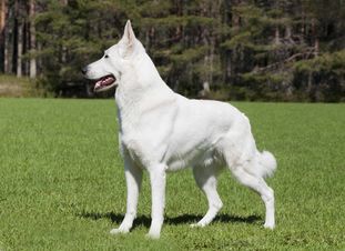 White Ice Wolfs Eat My Shorts White Ice Wolfs Eat My Shorts