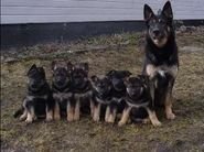 dog image background