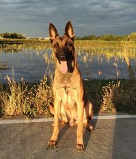 Kane van de Lobo Hoeve Kane van de Lobo Hoeve