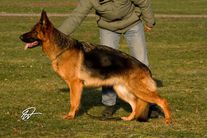 Duffy vom Wolkenstein