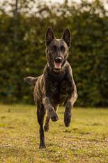 Ebby Fly Dogs Attak Ebby Fly Dogs Attak