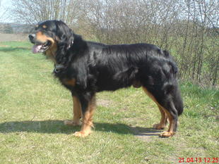 Harko von der Elbtalaue Harko von der Elbtalaue
