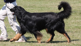 Leo von Knosteren Leo von Knosteren