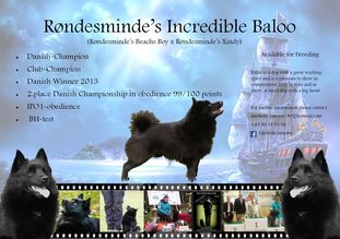 Røndesminde's incredible Baloo Røndesminde's incredible Baloo
