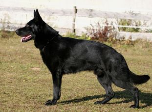 Balko von der Teufelskehle Balko von der Teufelskehle