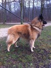 Coca D'Oclair des Loups