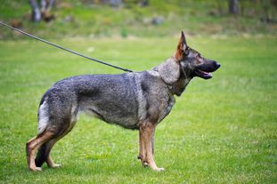 Sniffer's Xena Sniffer's Xena