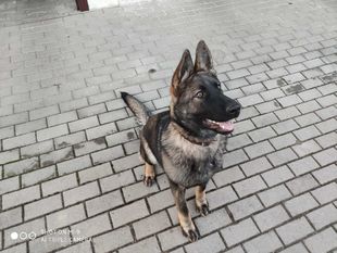 Aimy z Nových hor Aimy z Nových hor