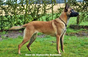 Onni de Alphaville Bohemia Onni de Alphaville Bohemia