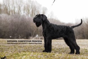Sophirol Competitor Princess Sophirol Competitor Princess