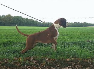 Ruby van het Twentse Ros Ruby van het Twentse Ros