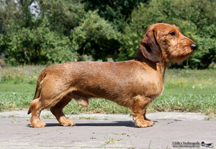 Foxy vom Hirschsprungtal FCI Foxy vom Hirschsprungtal FCI