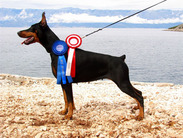 dog image background
