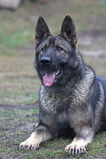 Cziko Wolkar Cziko Wolkar