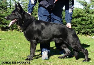 Ianko de Parayas Ianko de Parayas