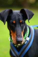 Raven Reg. 66/30 (Loth) Raven Reg. 66/30 (Loth)