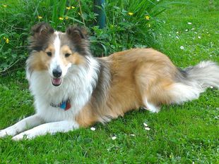 Izzy Gold ze Shetlandu (Wlazlo) Izzy Gold ze Shetlandu (Wlazlo)