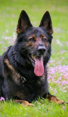 Ares vom Geiersbühl Ares vom Geiersbühl