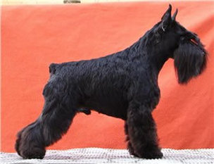 Orlando Rezlark Orlando Rezlark