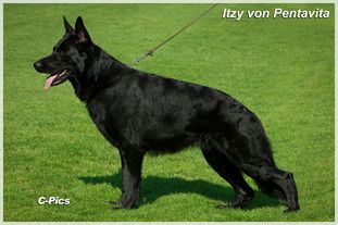 Itzy von Pentavita Itzy von Pentavita