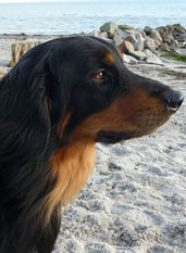 Carlos aus der Zauberkuhle Carlos aus der Zauberkuhle