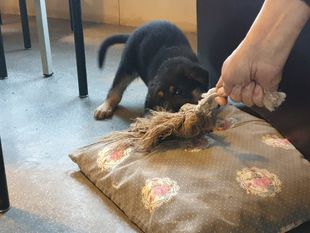 Gabber vom schwarzen Ninja Gabber vom schwarzen Ninja