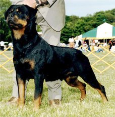 Krikarott Jockey vom Blackriesen Krikarott Jockey vom Blackriesen
