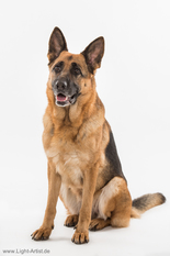 Ginger von Regina Pacis Ginger von Regina Pacis