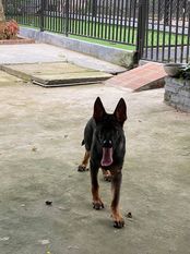 Bailey von der Dämonenjäger Bailey von der Dämonenjäger