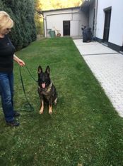 Chika vom Holzwinkel Chika vom Holzwinkel