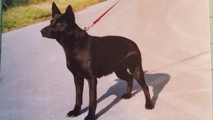 Ronja von der Fasanerie Ronja von der Fasanerie