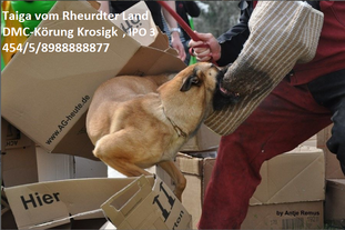 Taiga vom Rheurdter Land Taiga vom Rheurdter Land